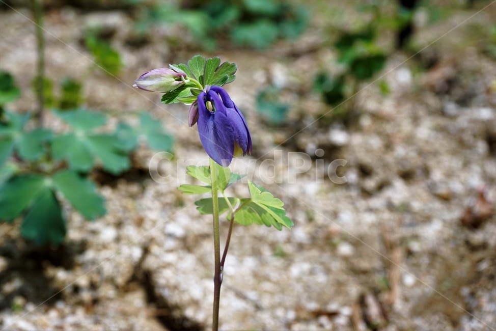 매발톱꽃,꽃,봄,만개,aquilegia,beforeflowering,bud,columbine,green,leaf,nature,plant,spring