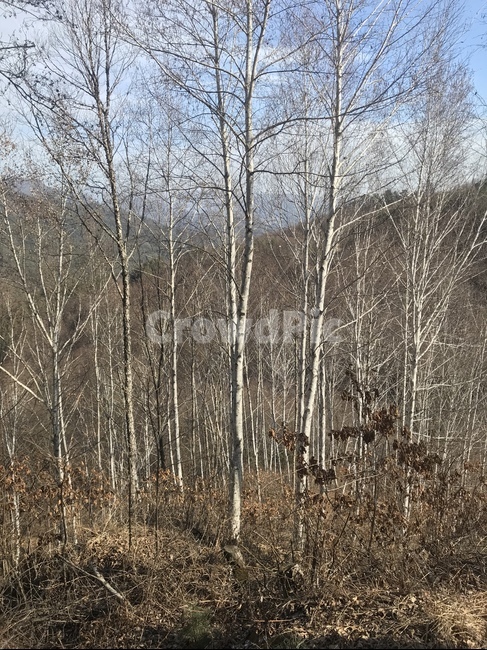 겨울,산,숲,나무,자작나무,추위,편안함,자연,풍경,nature,landscape,tree,plant,식물
