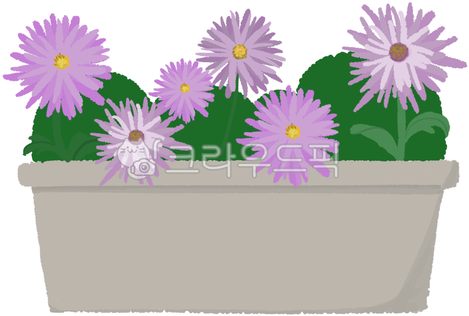 Chrysanthemum pot,chrysanthemum,pot,chrysanthemum flower,pink chrysanthemum,chrysanthemum festival,autumn