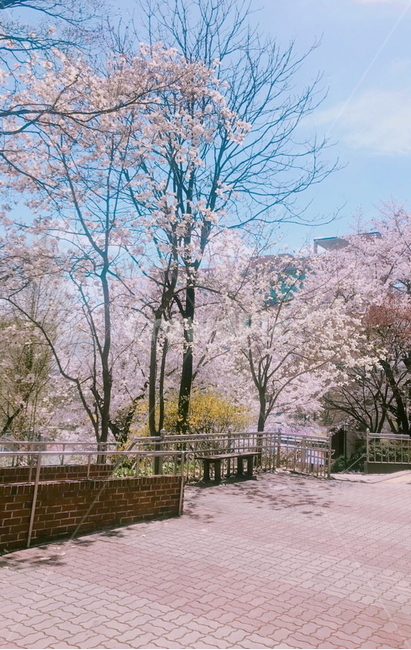 봄,벚꽃,꽃,감성,캠퍼스,대학교,풍경,봄,계절,spring,season,자연,풍경,nature,landscape,plant,식물,flower,blossom,cherry blossom