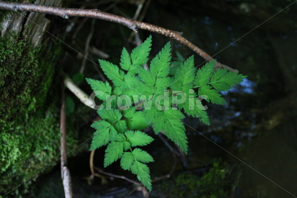 식물,plant,양치식물,자연,덕동계곡,식물,자연,plants,nature