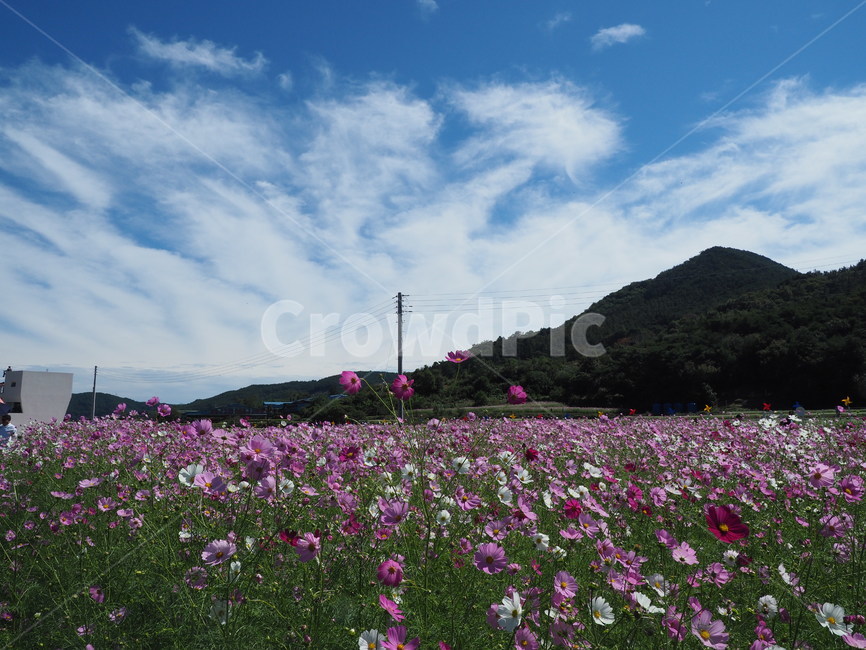 가을,코스모스,분홍색,빨간색,맑음,하동,북천,가을,계절,fall,autumn,season,자연,풍경,nature,landscape,outdoors,옥외,field,들,grassland,목초지