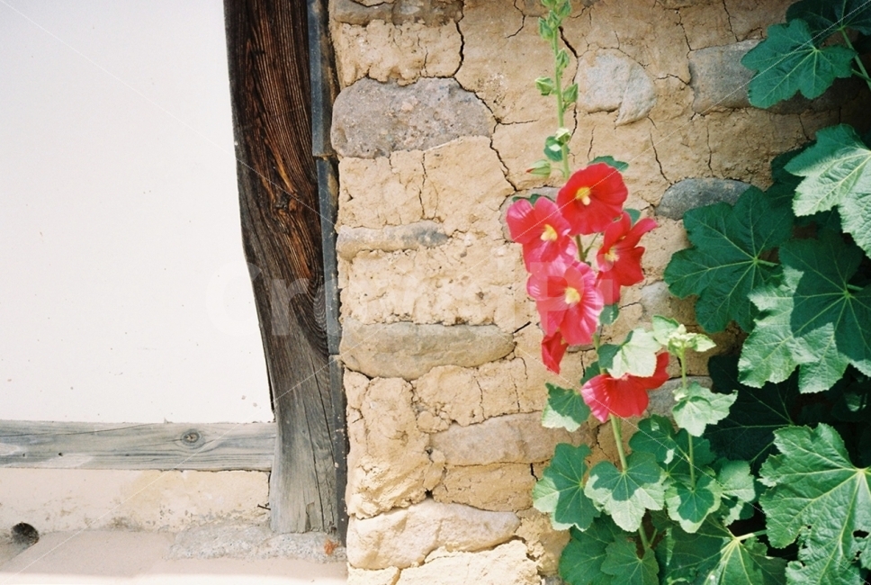 꽃,빨강,여름,식물,자연,계절,flower,plant,nature,season,red,summer,filmphotography,감성,시골,마을,풍경,landscape,country,rural,town,식물,자연,plants,nature,꽃,flower