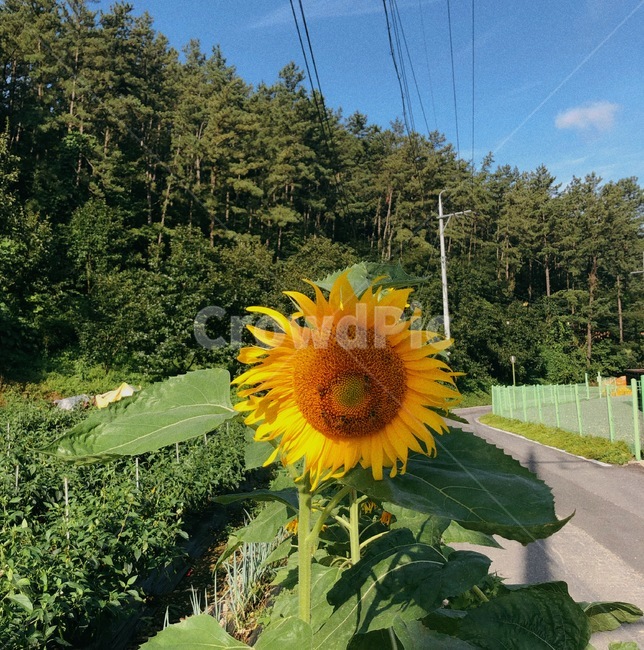 plant,식물,flower,꽃,해바라기,하늘,노란색,식물,자연,plants,nature,꽃,flower