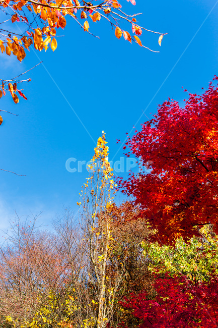 가을,낙엽,숲,구름,단풍,하늘,자연,풍경,가을,계절,fall,autumn,season,자연,풍경,nature,landscape,plant,식물,leaf,잎,tree,나무
