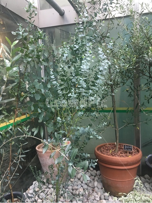 화분,식물,토기,허브,도기