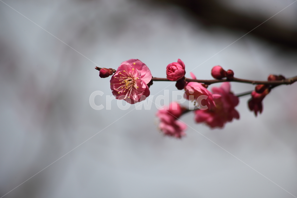 매화,홍매화,식물,japaneseapricot,Prunusmume,봄꽃,봄,식물,자연,plants,nature,꽃,flower