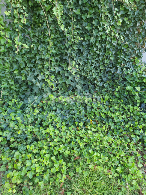 plant,식물,덩굴,넝쿨,넝쿨식물,덩굴식물,vine,벽,초록,green,엉키다,녹색,실록,담쟁이,색상,색감,싱싱한,신선한,자연,nautre,담장,나뭇잎,공원,야외,풍성한,배경,백그라운드,background,식물,자연,plants,nature