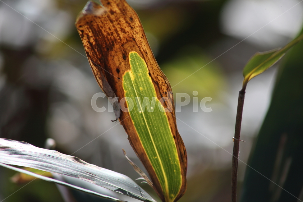 잎,대나무잎,조릿대,산대,leaf,산죽,식물,자연,plants,nature