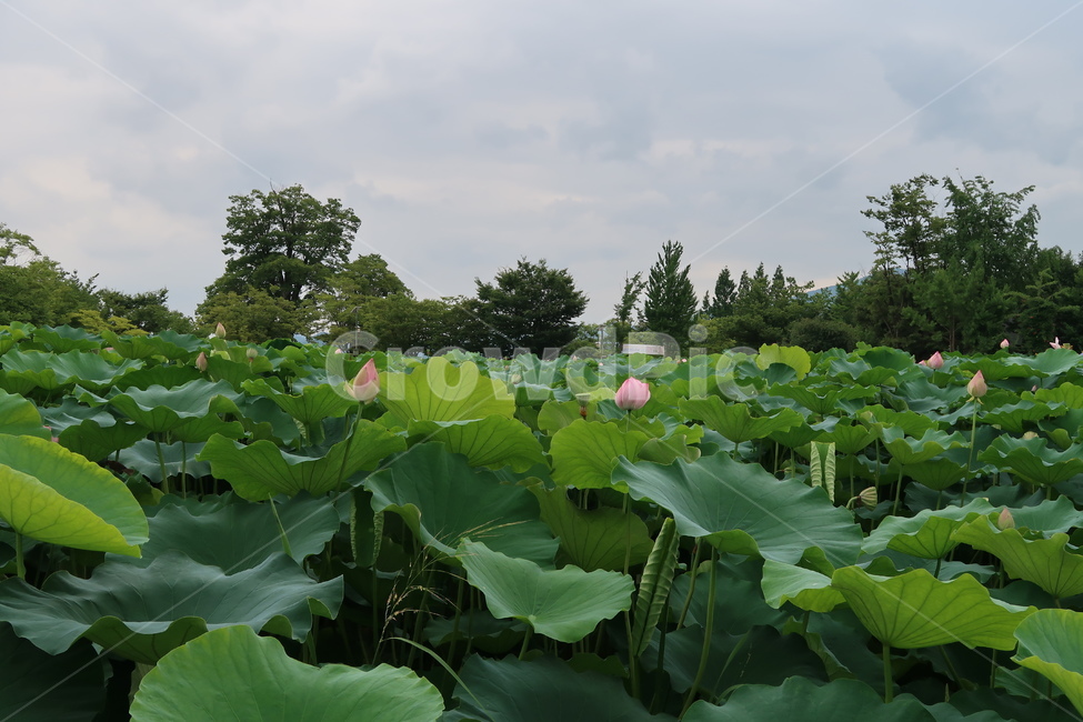 plant,식물,양평,연꽃,꽃