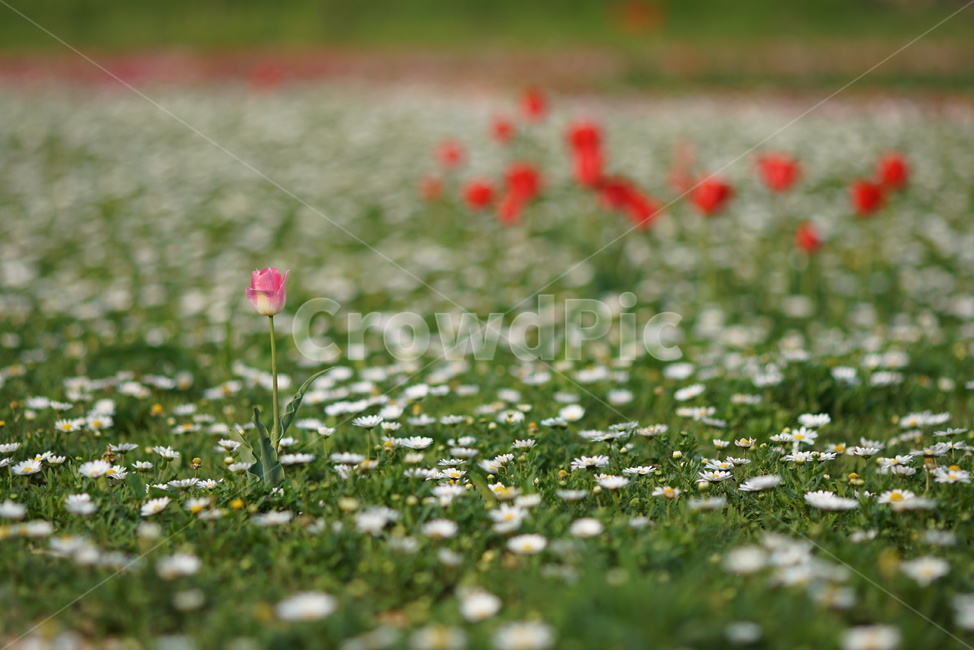 튤립,튜울립,꽃,한송이,왕따,식물원,식물,자연,plants,nature,꽃,flower