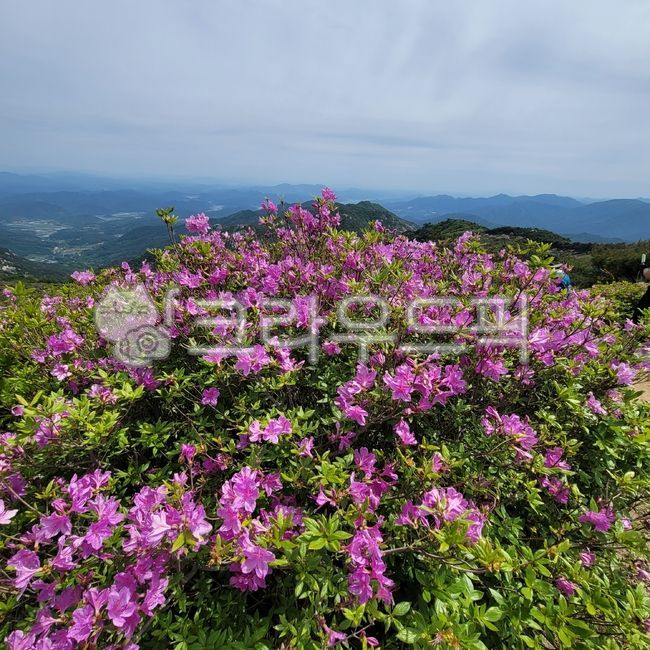 철쭉,철쭉꽃,마지막봄꽃,연분홍꽃,황매산철쭉,황매산꽃,flower,꽃,보라,purple,주황색꽃,산꽃,진달래과,rosage