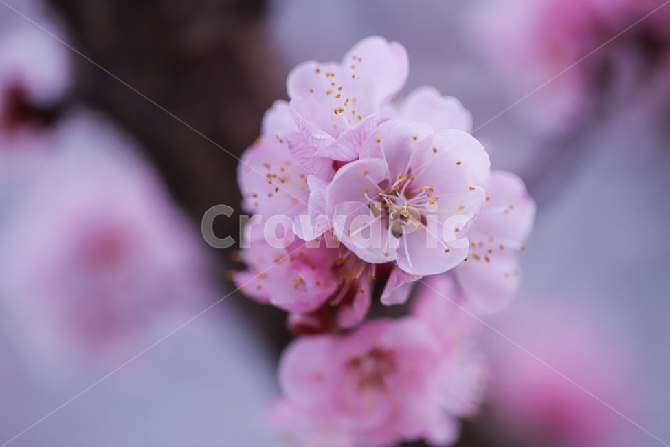식물,자연,꽃,봄,벚꽃