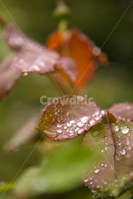 식물,flower,blossom,plant,leaf,tree,나무,단풍,야외,클로즈업,물방울,잎,꽃