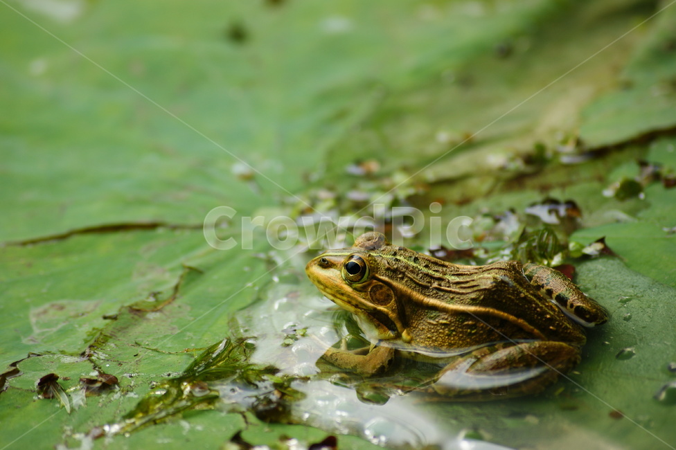 개루리,연꽃잎,frog,자연,nature,동물,animal,파충류,양서류,reptile,amphibian