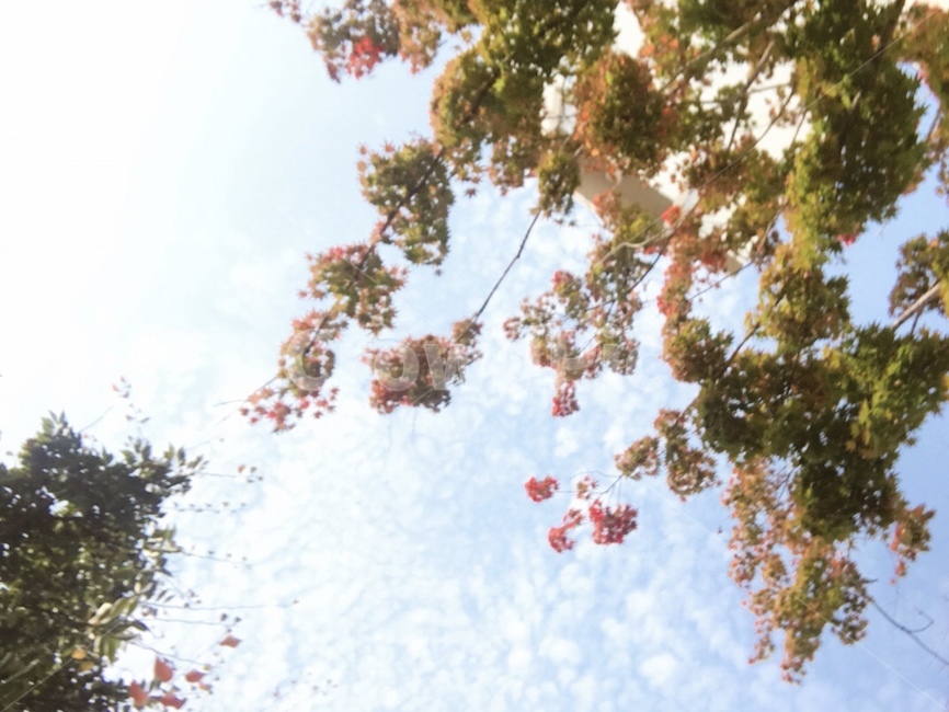 꽃,나무,단풍,하늘,구름,풍경,감성,잎,초록,생명,가을,봄,자연,소풍,계절,식물,평화로운,분위기