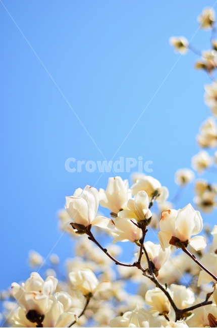 봄,꽃,하늘,목련,자연,아웃포커싱,봄,계절,spring,season,식물,자연,plants,nature,꽃,flower,plant