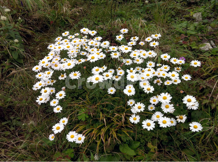 들국화,흰꽃,가을,봄,정원,flower,garden,leaf,식물,자연,plants,nature,꽃,flower