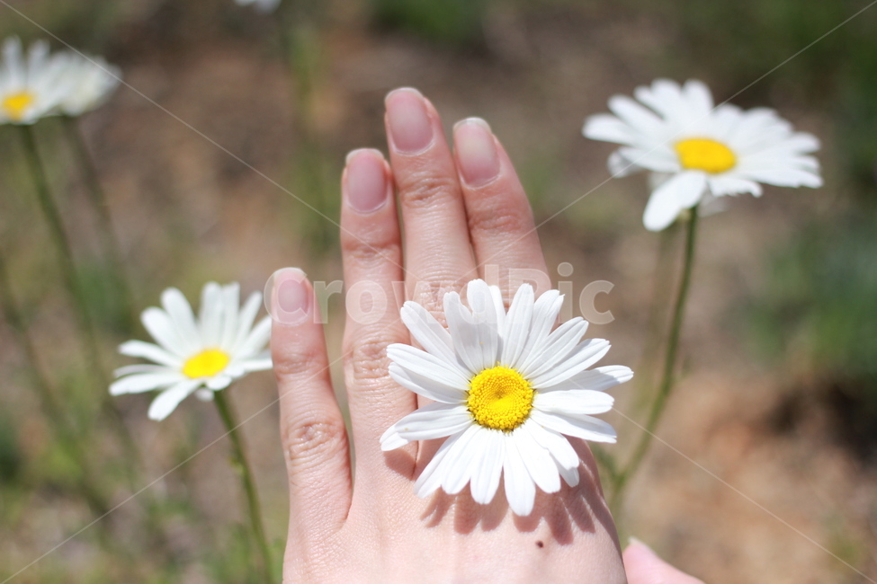 꽃,들꽃,자연,손,하얀꽃,식물,자연,plants,nature,꽃,flower,사람,인물,인간,human,person,신체일부,몸,body