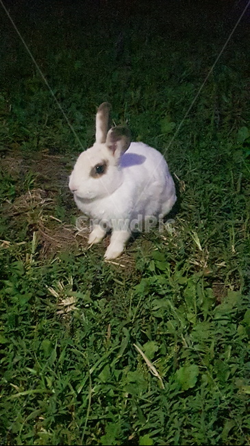 토끼,동물,rabbit,animal,밤토끼,동물,animal,포유류,mammal