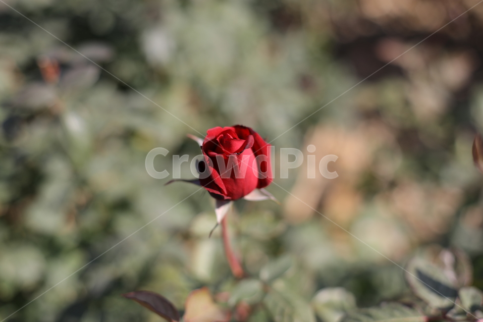 장미,붉은장미,rose,식물,red,감성,식물,자연,plants,nature,꽃,flower
