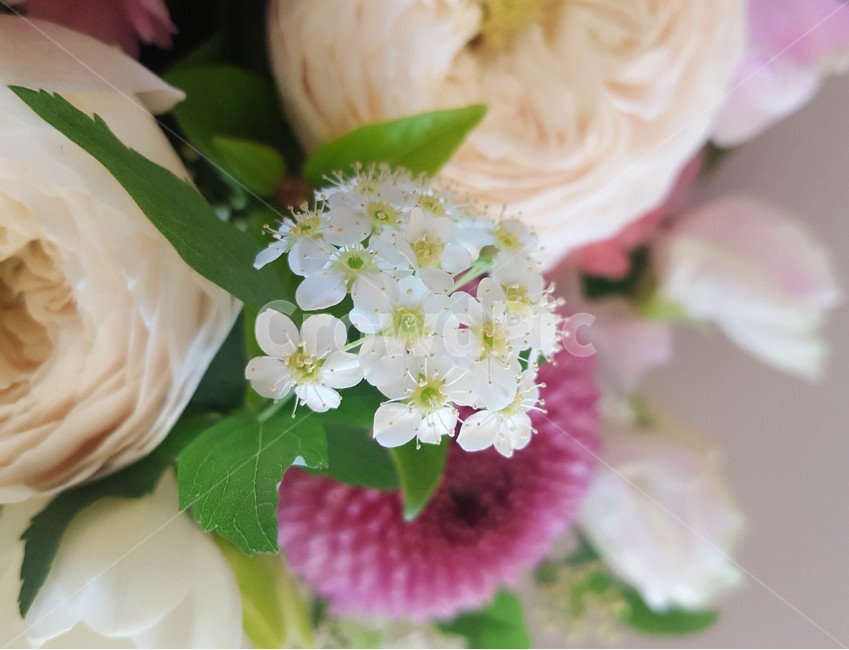 꽃,근접,flower,식물,꽃다발