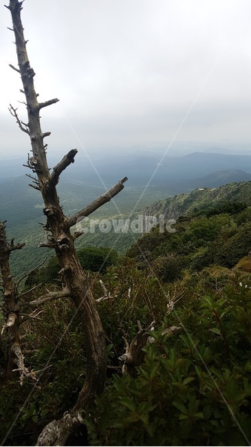 자연,나무,제주도,한라산,영실,풍경,숲,돌,자갈,바위,야외,들판,언덕,시야,view,hill,sky,협곡,능선,날씨,하늘,구름,등산,산책,다리,길,도로,식물,공간,자연풍경,정상,초록,잔디,green,흙,안개,자연,풍경,nature,landscape,outdoors,옥외