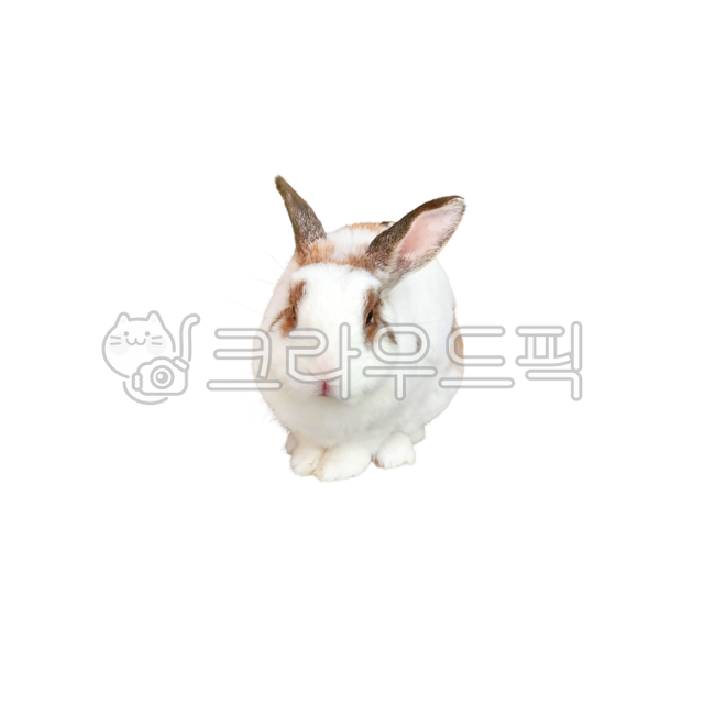 토끼,반려동물,토끼귀,rabbit,pet,hollandlop