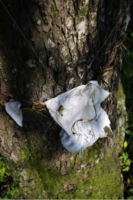 나무,금줄,tree,전통,식물,줄