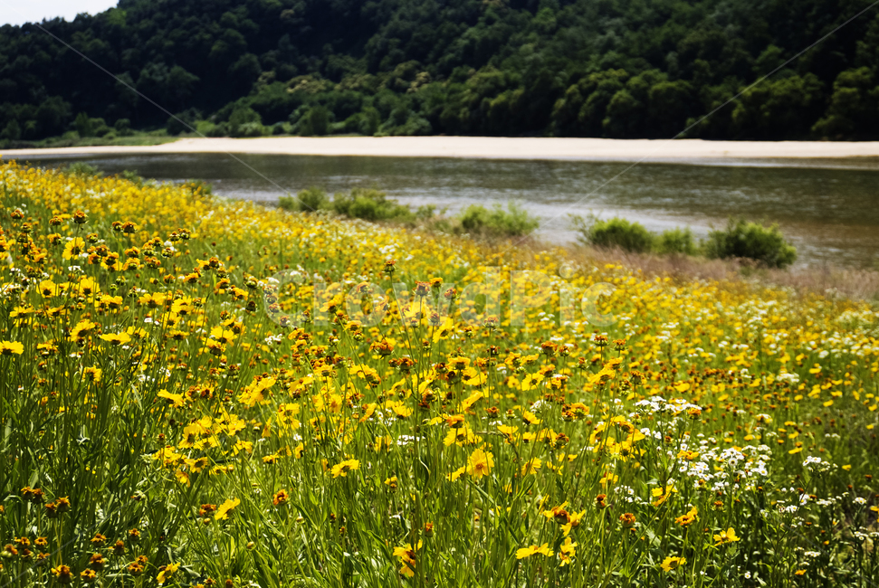 강,꽃,노란꽃,강가,산,풍경,자연,여름,yellow,꽃밭,자연,풍경,nature,landscape,grassland,목초지,outdoors,옥외,field,들,meadow,farm,농장,rural,농촌