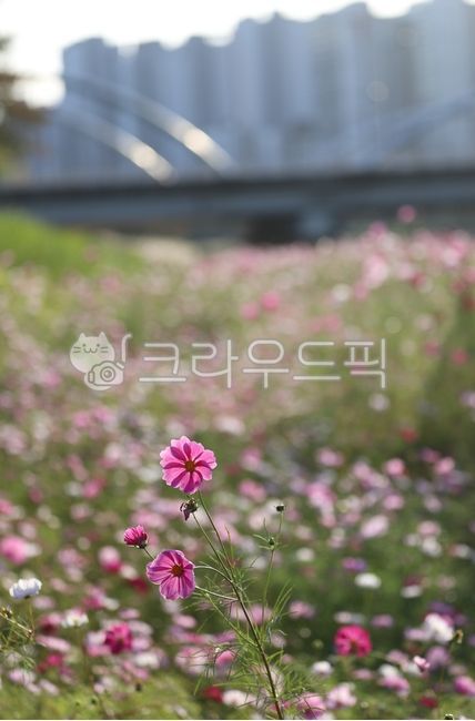 Cosmos,Autumn,Color,Pink,Flower Path,Flower Garden,Bridge