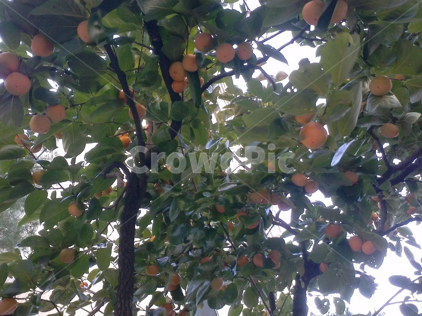 나무,과일,감,가을,tree,fruit,persimmon,autumn,식물,자연,plants,nature