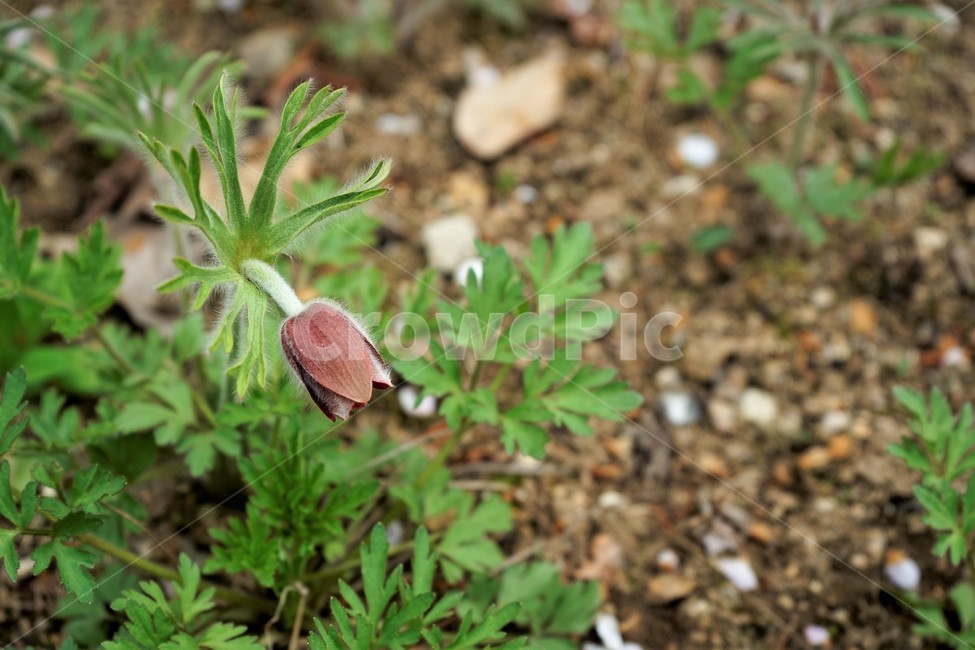 할미꽃,솜털,봄,봄꽃,자연,식물,꽃,plant,암술,수술,Pulsatillakoreana,한국특산,백두옹,독초,강장제,화왕계,여러해살이풀,미나리아재비과,쌍떡잎식물,흰털,할머니머리카락,흰머리,노인,꼬부랑,한방약재,할머니
