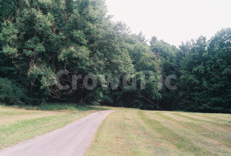 숲,길,나무,잔디,자연,식물,필름사진,자연,풍경,nature,landscape,plant,tree