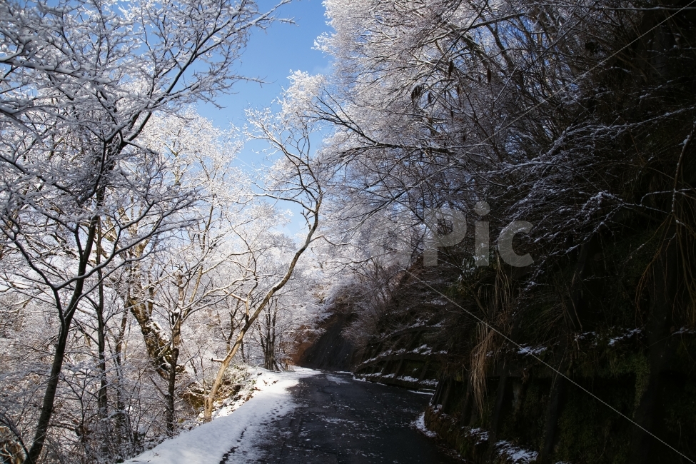 자연풍경,설경,눈길,나무가지,길,겨울,자연,풍경,nature,landscape,겨울,계절,winter,season,outdoors,옥외