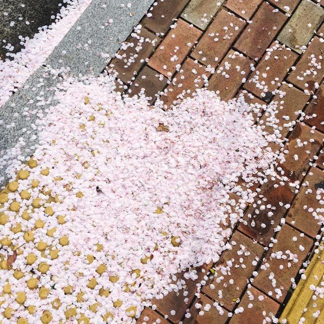 벚꽃,하트,분홍색,길바닥,벚꽃잎,heart,봄,계절,spring,season,blossom,꽃,petal,꽃잎,flower,plant,식물