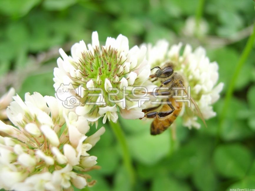 bee,insect,animal,invertebrate,clover flower,flower