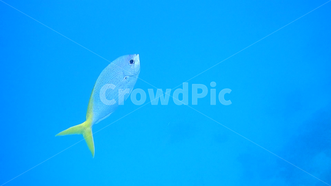 물고기,피쉬,fish,fresh,회,싱싱한,스쿠버다이빙,파랑색,횟집,바다,바닷속,greatbarrierreef,그레이트배리어리프,수영,ocean,sea,아쿠아,nature,동물,animal,어류,물고기,fish