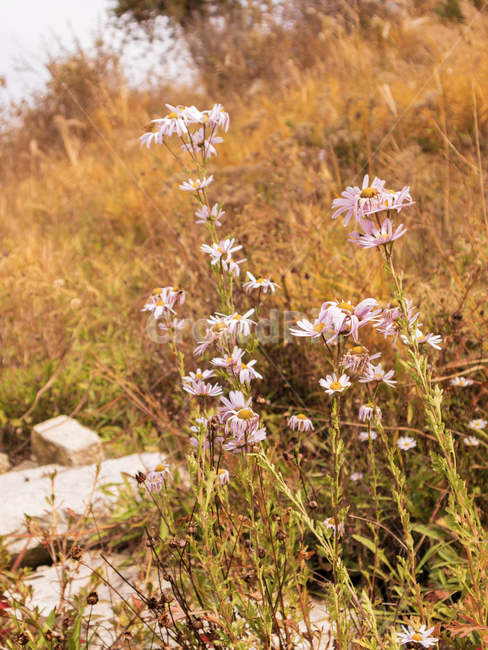 plant,식물,자연,꽃,풍경,landscape,flower,blossom,식물,자연,plants,nature,꽃,flower