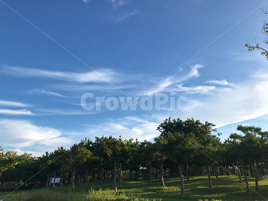 background,beautiful,beauty,blue,cloud,environment,forest,grass,green,natural,nature,outdoor,park,plant,sky,tree,view,들,옥외,자연,목초지,잔디,식물,나무,하늘,공원,구름,숲,야외,풀밭