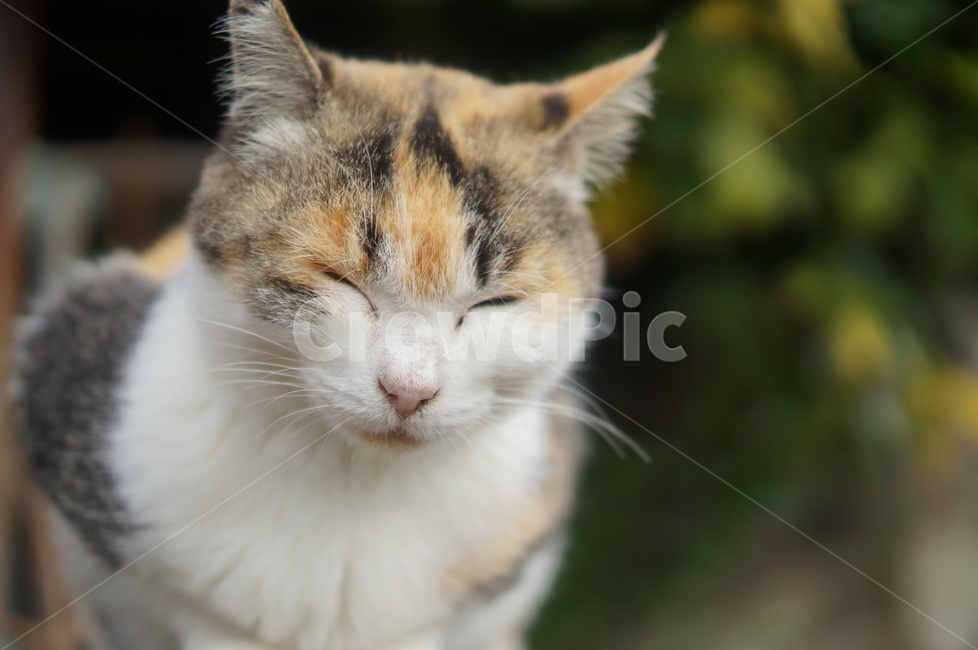 고양이,길냥이,cat,동물,kitty,동물,animal,포유류,mammal,고양이,cat,kitten,kitty