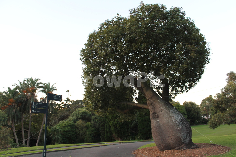 바오밥,바오밥나무,baobab,baobabtree,나무,plant,tree,treetrunk,나무줄기,자연,풍경,nature,landscape,식물,tree trunk,나무 줄기