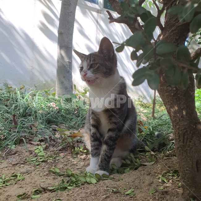 pet,animal,mammal,동물,포유류,cat,고양이,kitty,옥외,outdoors,동물,animal,포유류,mammal,고양이,cat,kitten,kitty