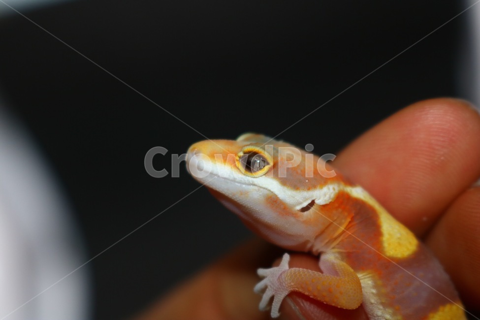 파충류,도마뱀,lizard,leopardgecko,동물,희귀동물,동물,animal,파충류,양서류,reptile,amphibian
