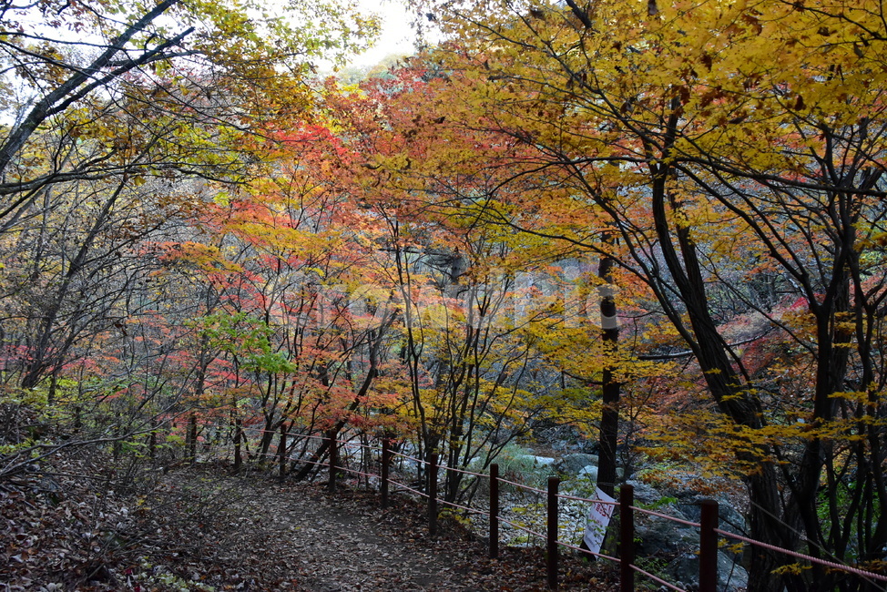 가을,단풍,울긋불긋,알록달록,형형색색,풍경,계절,시즌,아름다운,오색,치악산,부곡계곡,비경,감성,힐링,자연,가을,계절,fall,autumn,season,자연,풍경,nature,landscape,tree,나무,plant,식물,maple