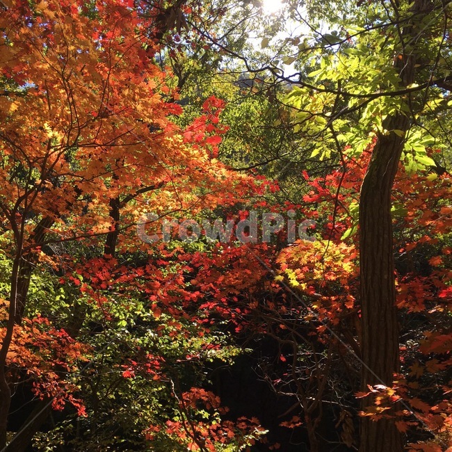 산,단풍,나무,개울,하늘,산정상
