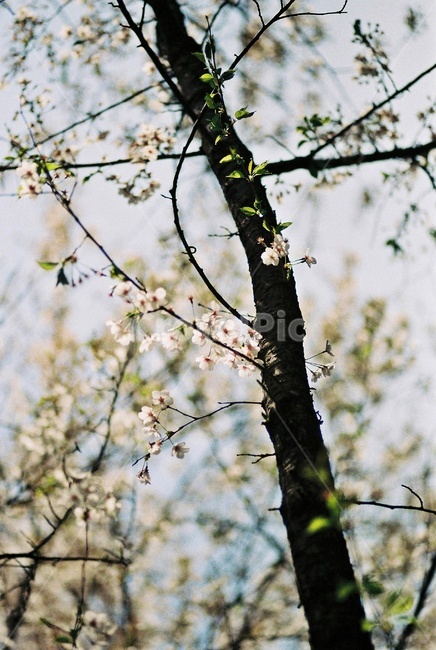 벚꽃,나무,꽃,cherryblossoms,tree,flower,봄,계절,spring,season,식물,자연,plants,nature,꽃,flower,plant