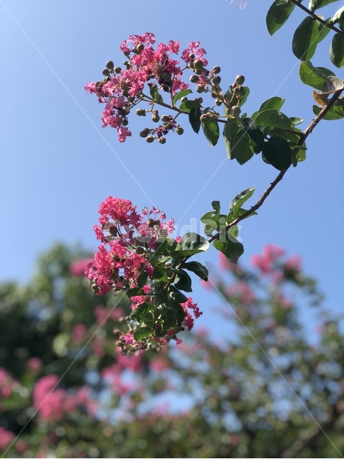 꽃,여름,풍경,힐링,분홍색꽃