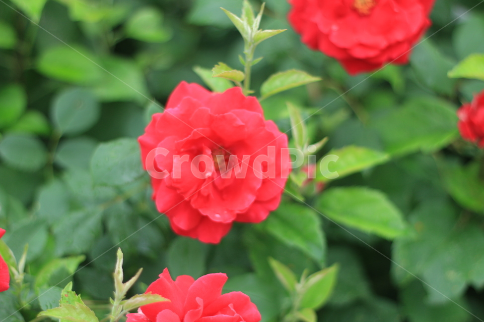 여름,꽃,장미,애증,여왕,식물,자연,plants,nature,꽃,flower