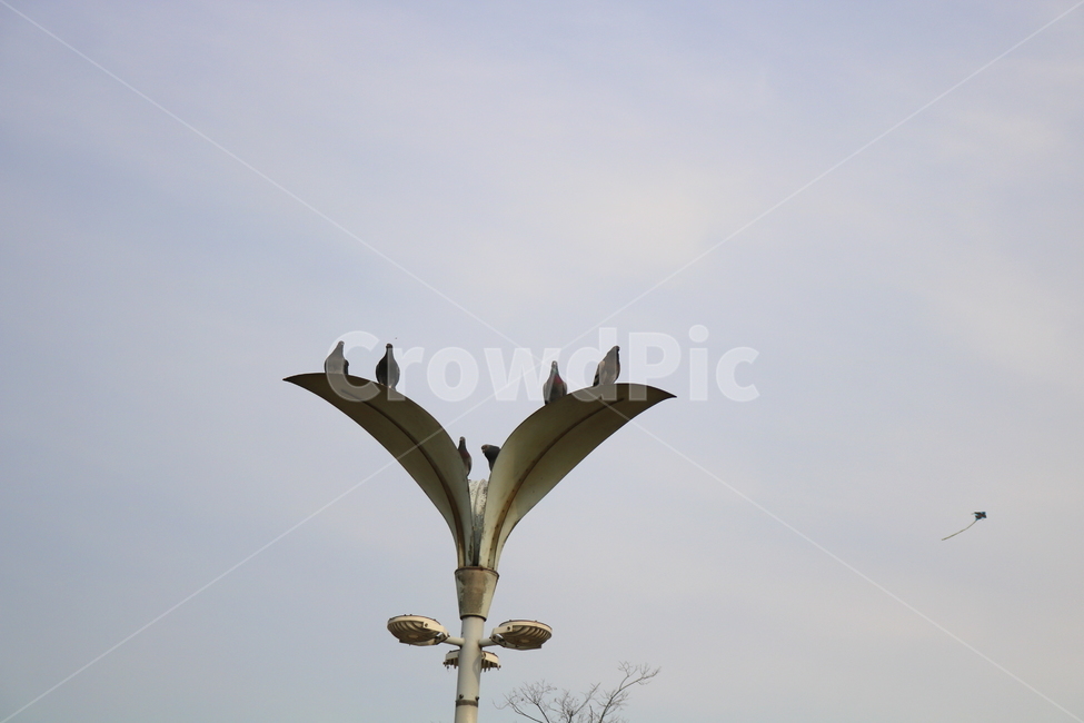 비둘기,새,조류,동물,공원,날개,자연,하늘,날다,가로등,등,조명,동물,animal,조류,새,birds
